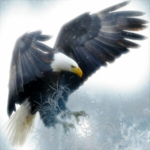 Kit Broderie Diamants "Aigle Royal"